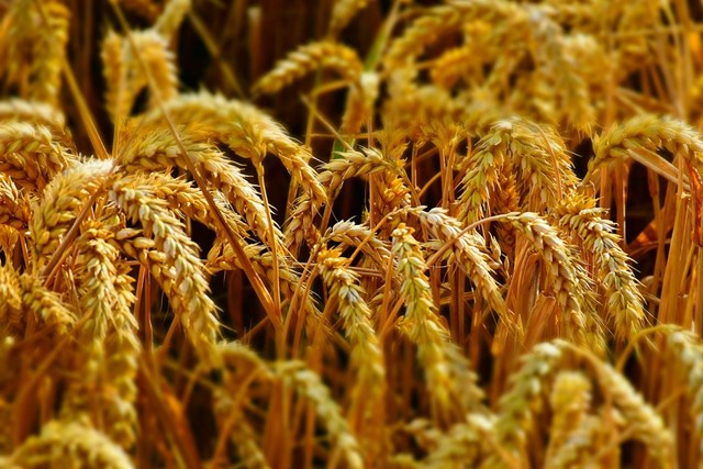 Giá lúa mì Ấn Độ giảm gần 13%
