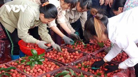 Vượt qua Mỹ, Trung Quốc bất ngờ ‘soán ngôi’ nhập nông sản Việt Nam