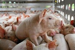 Cục Xuất nhập khẩu: Giá lợn hơi có thể đi lên cuối năm nhờ tiêu thụ tăng