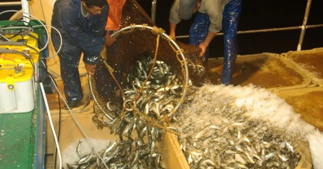 Sản lượng dầu cá giảm gây khó khăn cho nuôi trồng thủy sản