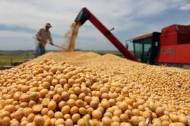 Giá ngũ cốc ngày 11/7/2023: Ngô, lúa mì giảm, đậu tương tăng