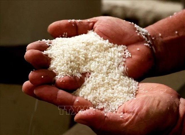 Giá gạo tăng mạnh: Nguyên nhân và khả năng thích ứng của thế giới