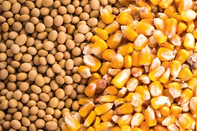 Giá ngũ cốc ngày 12/10/2023: Đậu tương thấp nhất 22 tháng, lúa mì giảm, ngô tăng