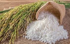 Giá lúa gạo hôm nay ngày 8/1/2024: Tiếp tục xu hướng tăng
