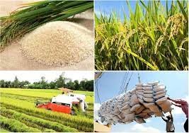 Giá lúa gạo hôm nay 10/1/2024: Gạo tăng lên mức cao