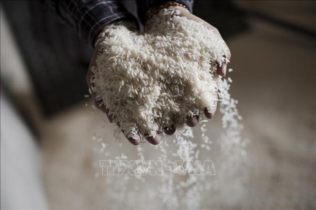 Nhu cầu nhập khẩu gạo của nhiều nước gia tăng