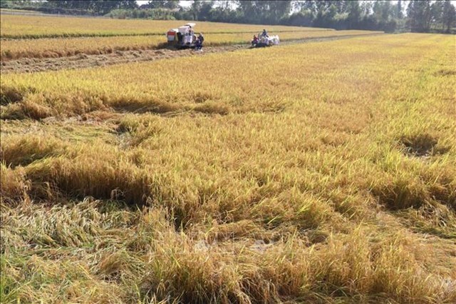 Đồng Tháp xuất khẩu gạo tăng trong tháng đầu năm