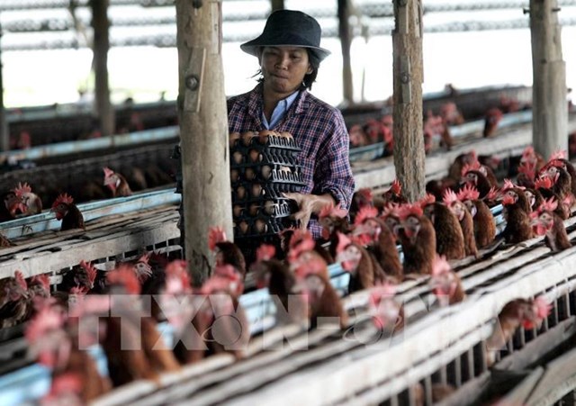 Thái Lan trở thành nước xuất khẩu thịt gà lớn thứ ba thế giới