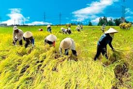 Thị trường lúa gạo ngày 20/2/2024 tiếp đà giảm 100-200 đồng/kg