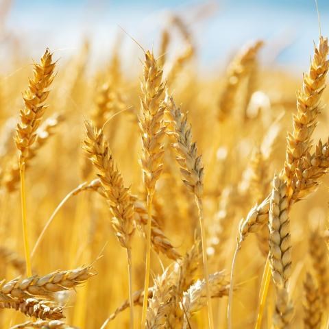 TT ngũ cốc ngày 3/4/2024: Triển vọng nguồn cung tích cực đẩy giá lúa mì kỳ hạn giảm