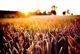 TT ngũ cốc ngày 5/4/2024: Lúa mì tăng do lo ngại về thời tiết, xuất khẩu của Nga