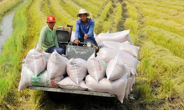 TT lúa gạo hôm nay ngày 10/4: Giá tăng do nguồn cung còn ít