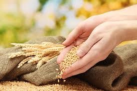 TT ngũ cốc ngày 9/5/2024: Giá ngô, đậu tương và lúa mì phục hồi