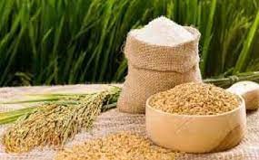 TT lúa gạo hôm nay ngày 13/5 điều chỉnh tăng với gạo