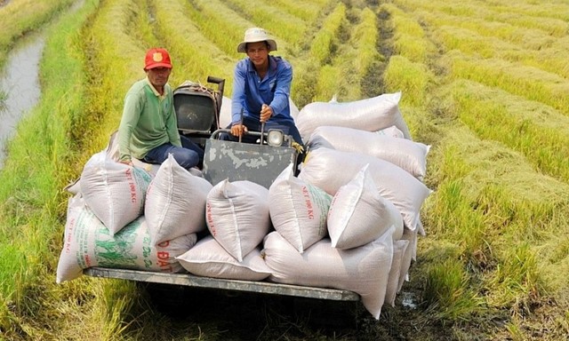 TT lúa gạo hôm nay ngày 14/5: Vụ lúa hè thu đang được thu hoạch