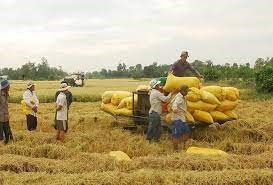 Giá lúa gạo hôm nay ngày 15/5: Duy trì ổn định so với hôm qua