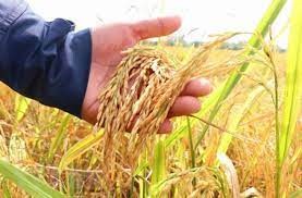 Giá lúa gạo hôm nay ngày 31/5: Giá gạo giảm, thị trường giao dịch chậm