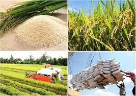 ​TT lúa gạo hôm nay 6/1/2025: giá lúa dao động 7.800 - 8.000 đồng/kg