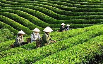 Mỹ săn nghìn tấn 'vàng xanh' của Việt Nam: thuế NK 0%, Việt Nam là ông trùm đứng thứ 5 thế giới