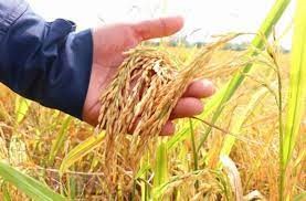 TT lúa gạo hôm nay 7/5: Lúa tươi giảm nhẹ, giao dịch trầm lắng