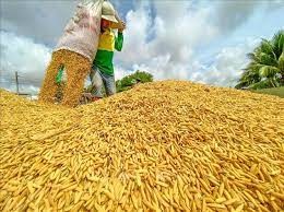 TT lúa gạo ngày 12/5/2025: Trong nước ổn định, xuất khẩu đối mặt thách thức