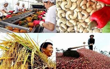 Chủ động triển khai các biện pháp bảo đảm sản xuất, chế biến, tiêu thụ và xuất khẩu nông sản