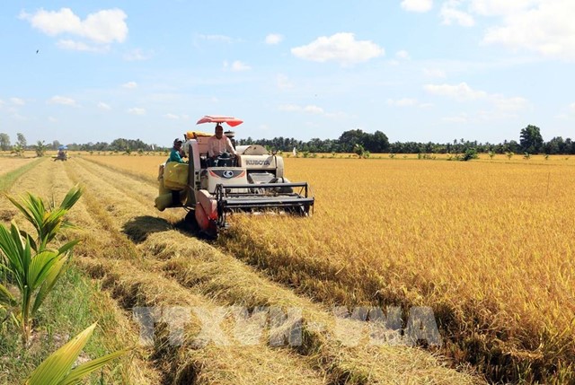 Thỏa thuận gạo Việt Nam - Singapore là hình mẫu xây dựng mạng lưới an ninh lương thực ASEAN