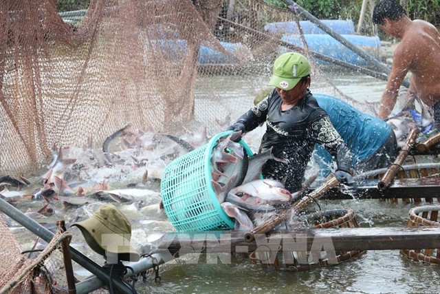 Xuất khẩu cá tra dự báo đạt gần 2,2 tỷ USD