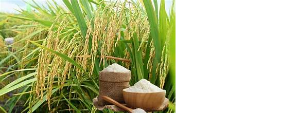 Giá lúa gạo hôm nay 20/5: Lúa tươi tại Đồng bằng sông Cửu Long tăng mạnh, giao dịch gạo vẫn chậm
