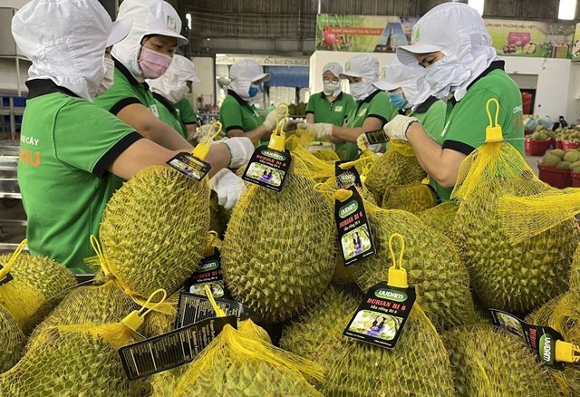 Xuất khẩu rau quả Việt Nam và bài toán tái cấu trúc, đa dạng hóa thị trường 