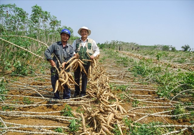 Xăng sinh học E10 mở ra cơ hội tiêu thụ bền vững cho ngành sắn