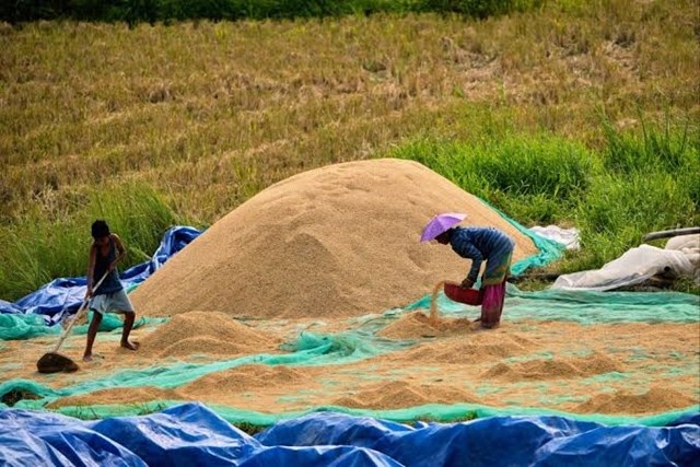 Thị trường lúa gạo ngày 29/7: Xuất khẩu tăng giá, trong nước tiếp tục đi ngang