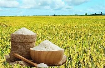 Thị trường lúa gạo ngày 31/7: Gạo nguyên liệu giữ đà tăng nhẹ, thị trường giao dịch ổn định