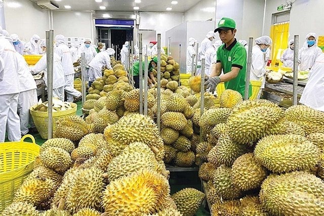 Mở rộng thị trường, nâng chuẩn để sầu riêng Việt tăng giá trị xuất khẩu