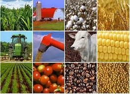 Giá các mặt hàng nông sản thế giới và trong nước ngày 25/1