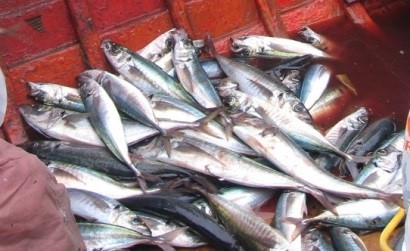  Chile: Xuất khẩu thủy sản giảm 