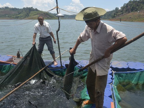 Cá tầm Việt Nam lao đao vì cá Trung Quốc