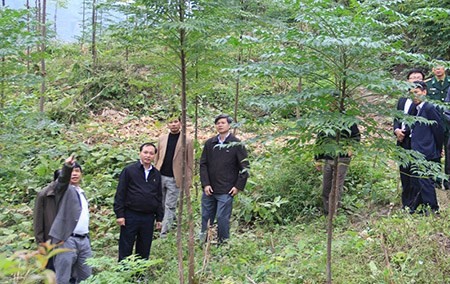 Sẽ rà soát lại chính sách thuế trong lâm nghiệp