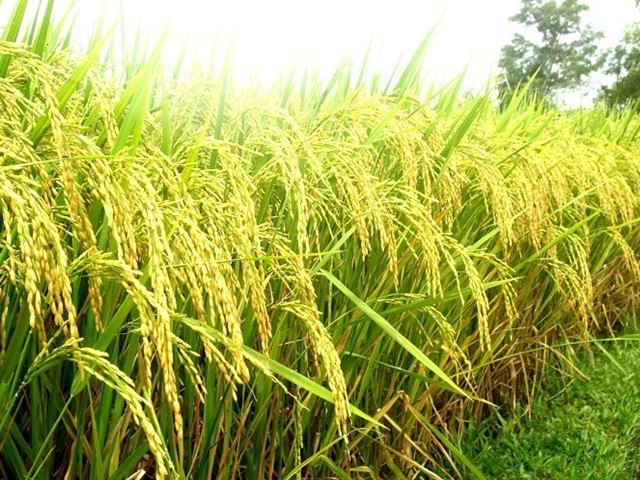 Giá sản xuất lúa vụ hè thu 2015 trên 4.000 đồng/kg