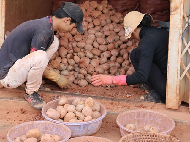 Khoai tây mầm độc hại tràn lan ở chợ nông sản Đà Lạt