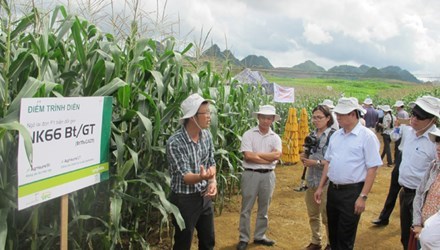 Lúng túng quản lý ngô biến đổi gene