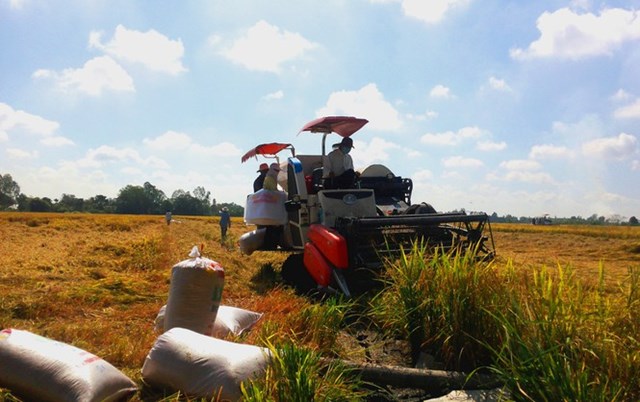 Giá lúa gạo ngày 16/9: Giá gạo giảm tiếp 100 đồng/kg