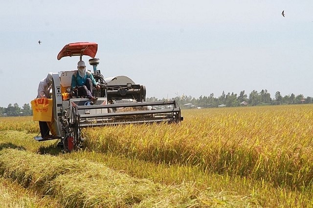 Gạo Việt bứt tốc vào EU
