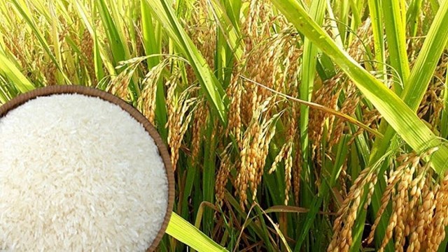 Giá lúa gạo ngày 24/9 quay đầu giảm