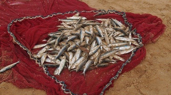 Doanh nghiệp Ma-rốc có nhu cầu mua lưới đánh cá