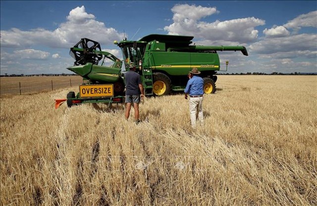 Tiềm năng mở rộng thương mại lúa mạch giữa Việt Nam - Australia 