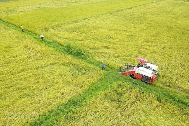 Việt Nam tự tin đủ năng lực xuất khẩu gạo cho nhiều thị trường lớn