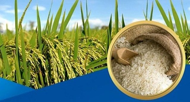 Giá lúa gạo hôm nay 30/6 tiếp tục ổn định