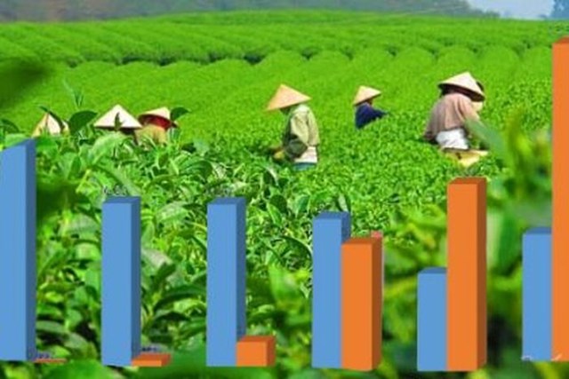 Xuất khẩu chè của Việt Nam tăng cả lượng và chất 