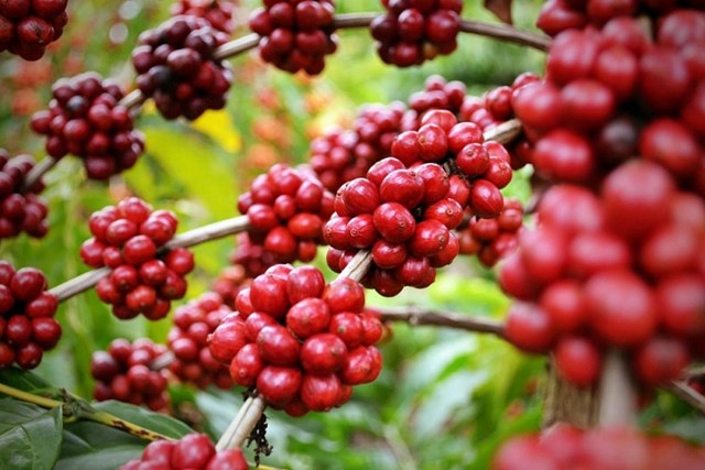 Xuất khẩu cà phê vào Bắc Âu: Chú trọng đặc biệt đến chất lượng sản phẩm